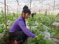 荣昌清江镇:150亩优质大棚蔬菜获丰收