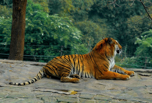 永川野生动物园_永川野生动物园画法